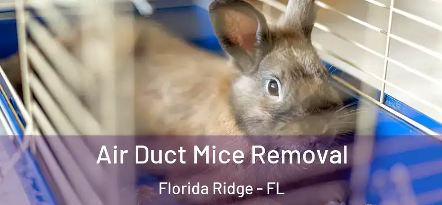 Air Duct Mice Removal Florida Ridge - FL